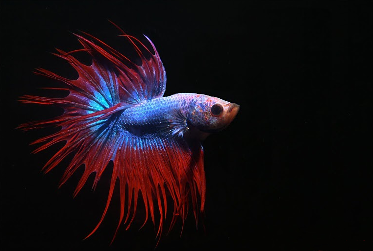 Betta splendens